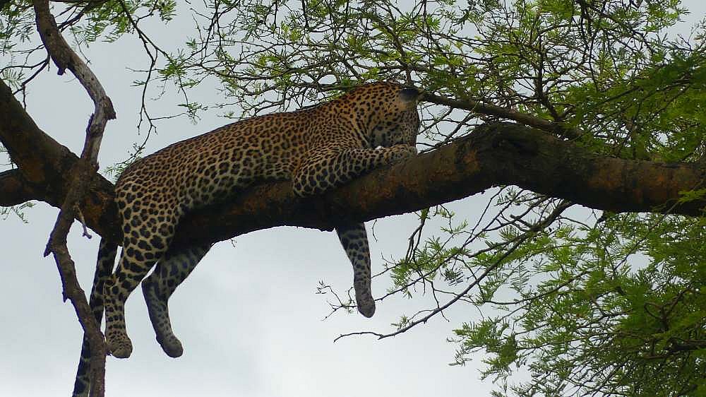 Leopard im Murchison Falls Nationalpark - Uganda - Flora und Fauna