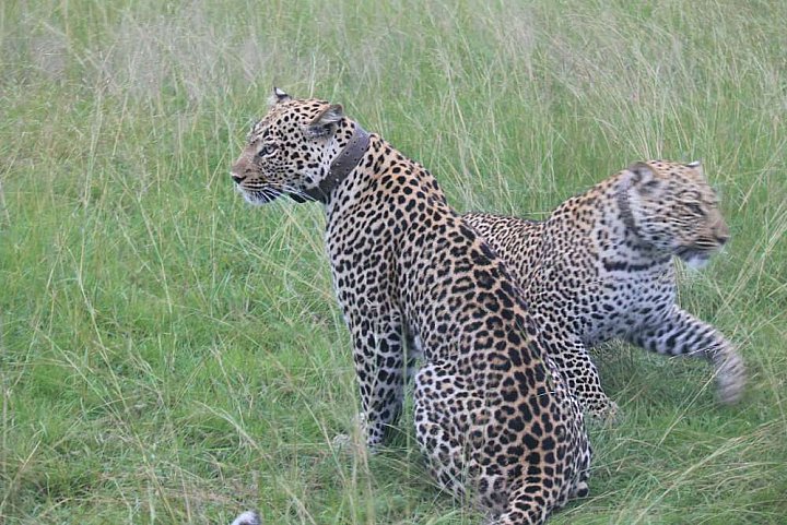 Leopardin mit ihrer schon &auml;lteren Tochter - Uganda - Flora und Fauna