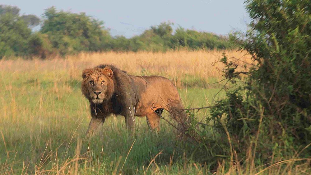 L&ouml;wen-M&auml;nnchen Mike ist der Boss - Uganda - Flora und Fauna