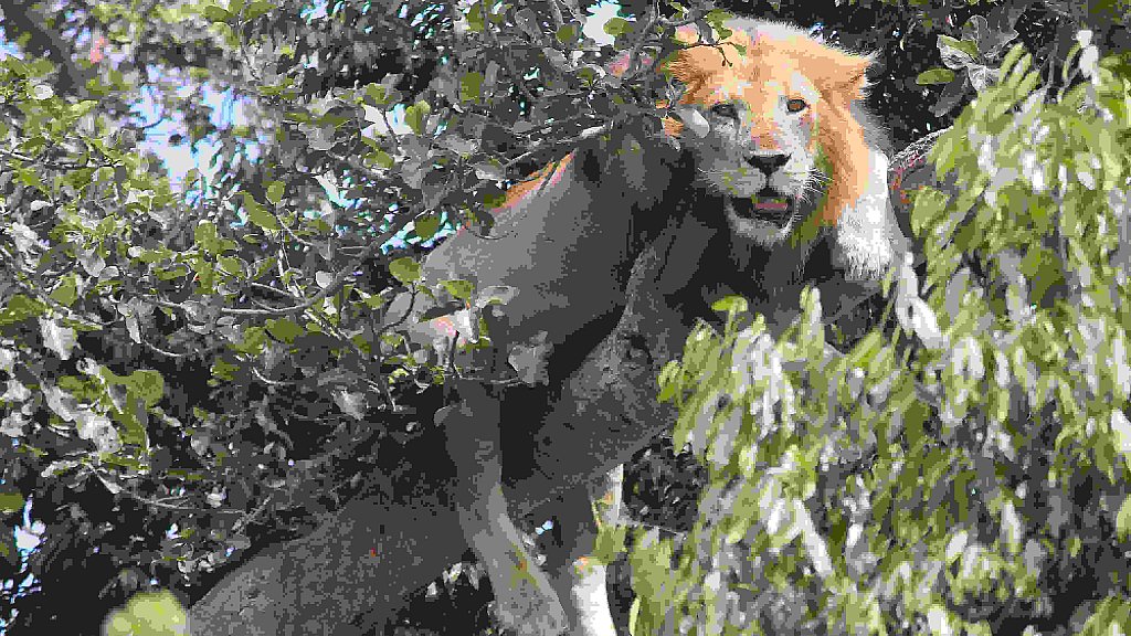 L&ouml;we im Baum - Uganda - Flora und Fauna