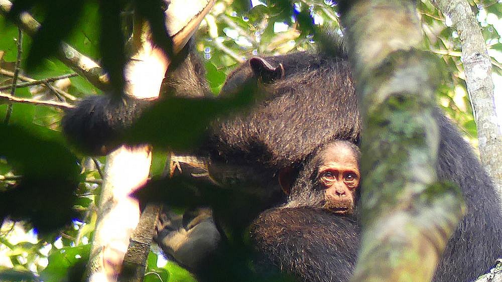 Schimpansen-Mama mit Baby im Kibale Foest Nationalpark - Uganda - Flora und Fauna