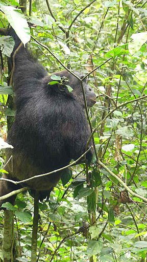 Schimpanse im Kibale Forest Nationalpark in Uganda - Uganda - Flora und Fauna