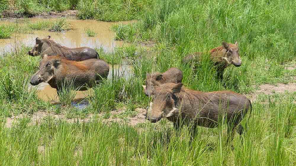 Wildschweine am Wasserloch - Uganda - Flora und Fauna