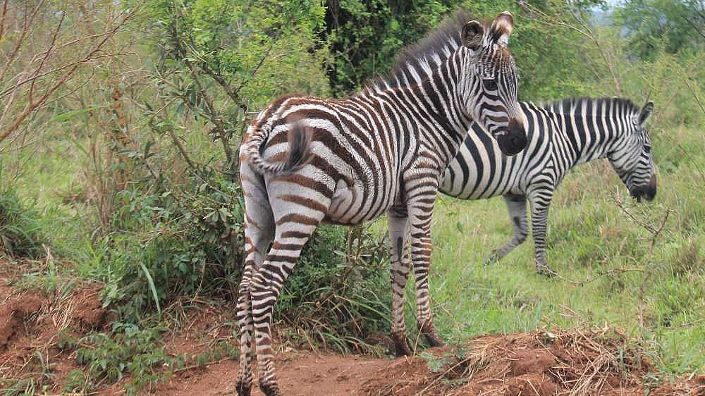 Zebras im Lake Mburo Nationalpark - Uganda - Flora und Fauna