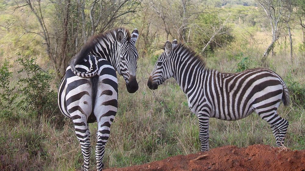 Neugierige Zebras im Lake Mburo Nationalpark - Uganda - Flora und Fauna