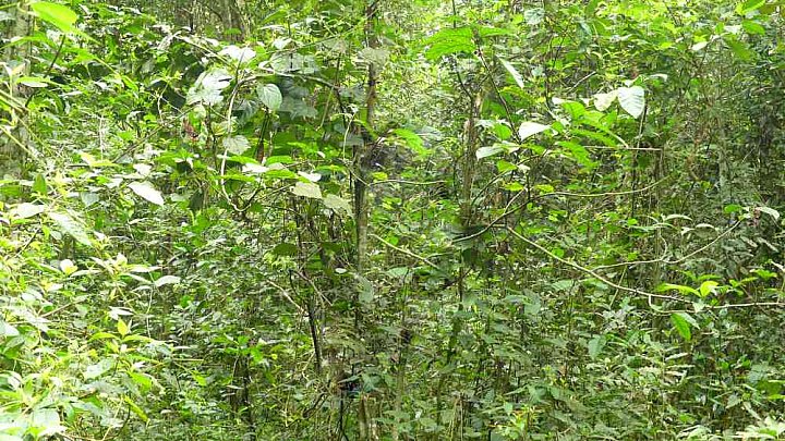 Dickicht im Kibale Forest Nationalpark - Uganda - Blog