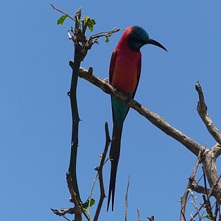 Vogel im Murchison Falls Natiionalpark - Uganda - Flora und Fauna