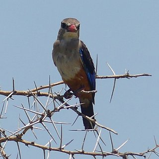 Vogel im Murchison Falls Nationalpark - Uganda - Flora und Fauna