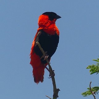 Vogel im Murchison Falls Nationalpark - Uganda - Flora und Fauna