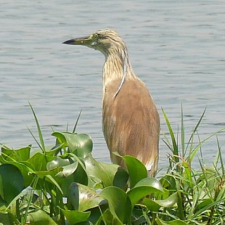 Rallenreiher am Kazinga Kanal - Uganda - Flora und Fauna