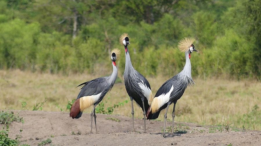 Kronenkraniche im Lake Mburo Nationalpark - Uganda - Flora und Fauna