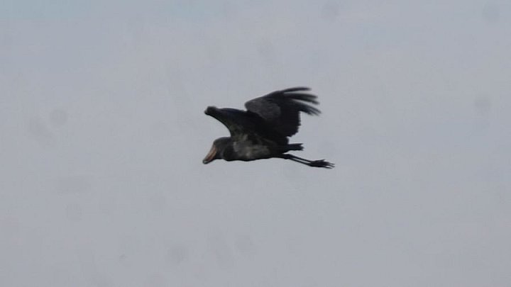 Fliegender Schuhschnabel im Mbamba Swamp - Uganda - Flora und Fauna