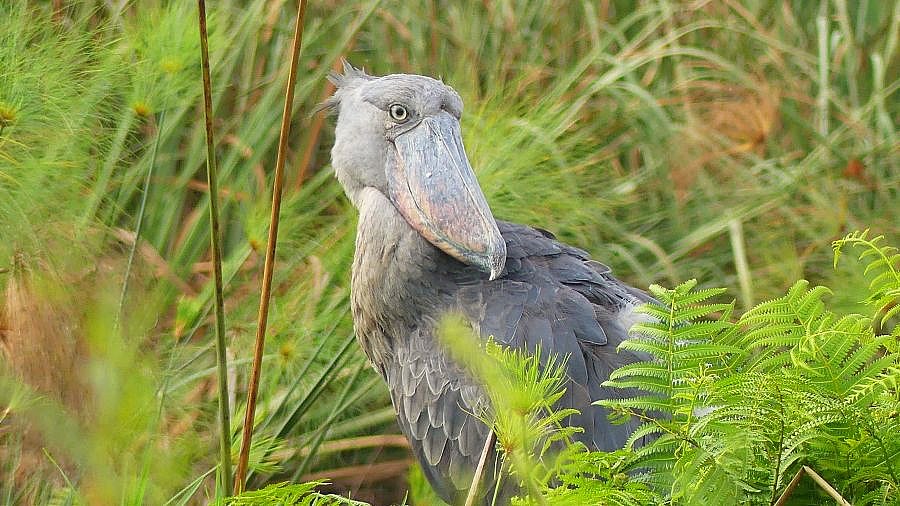 Schuhschnabel im Mbamba Swamp - Uganda - Flora und Fauna