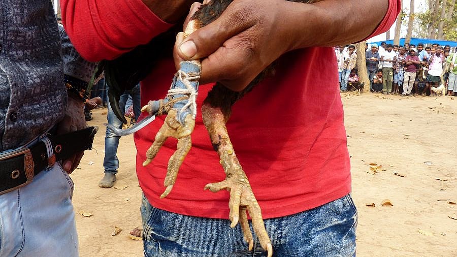 Bewaffnung der Hähne für den Kamp - Chhattisgarh: Land-und-Leute