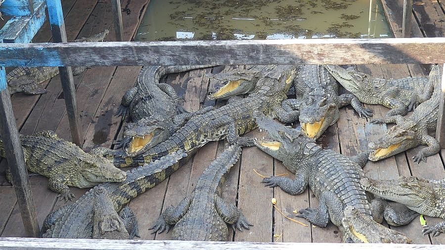Krokodilfarm am Tonle Sap - Kambodscha - Flora und Fauna