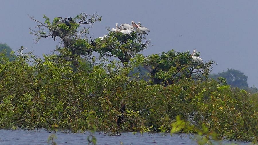 Pelikane im Bird Sanctuary von Prek Toal - Kambodscha - Flora und Fauna