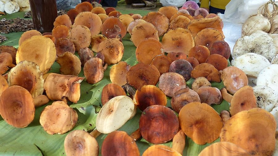 Marktstand mit Pilzen in der nordthailändischen Provinz Chiang Rai - Nordthailand