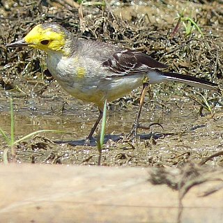 Vogel am Chilika See in Odisha - Fauna in Indien