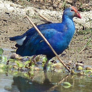 Vogel am Chilika See in Odisha - Fauna in Indien