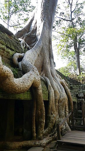 Ta Prohm-Tempel in Angkor - Kambodscha - Sehenswürdigkeiten