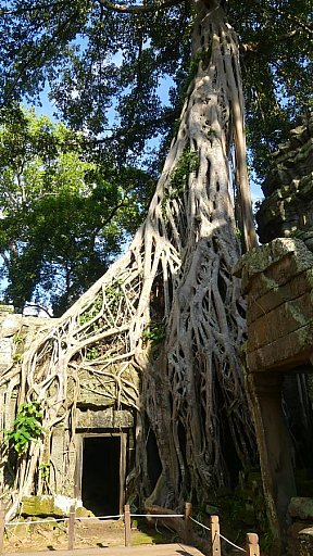 Ta Prohm-Tempel - Kambodscha - Sehenswürdigkeiten