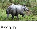Assam Ikon 256