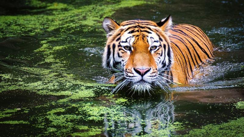Indien20 Madhya Pradesh Kanha Natioinalpark Tiger
