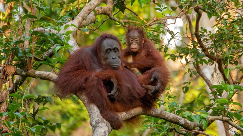 Malaysia01 Borneo Mulu Nationalpark Orang Utan 800x450